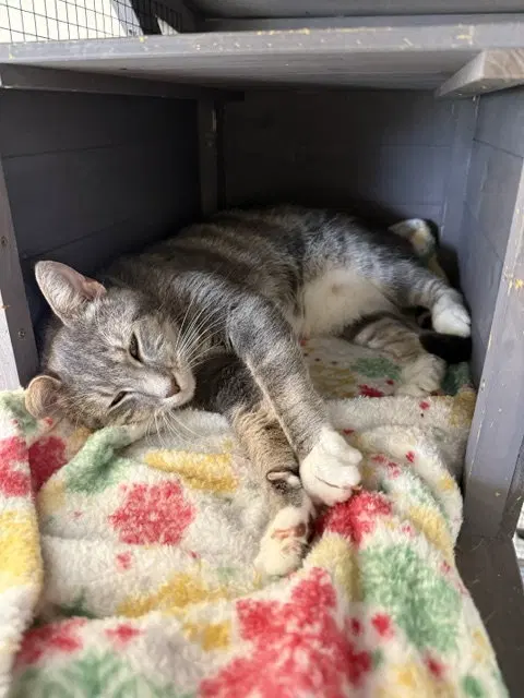 Boots, an adult female Tabby cat up for adoption