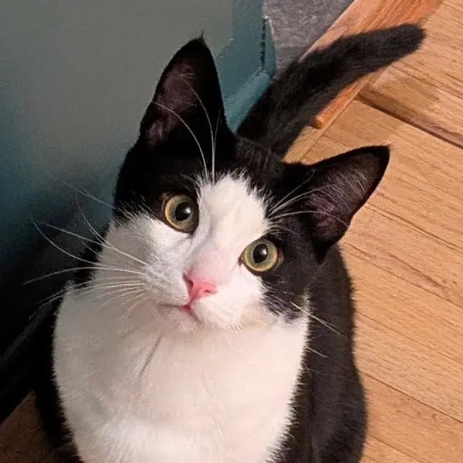 Saluki, a young male cat up for adoption