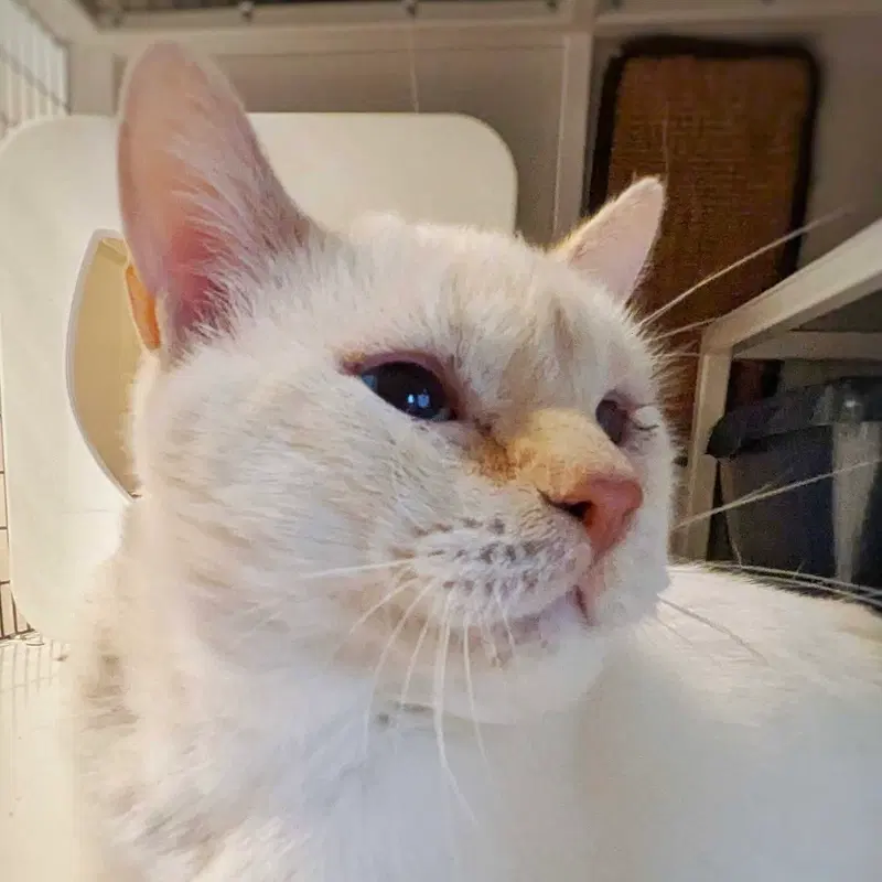 Sabi Sabi, an adult male Siamese cat up for adoption