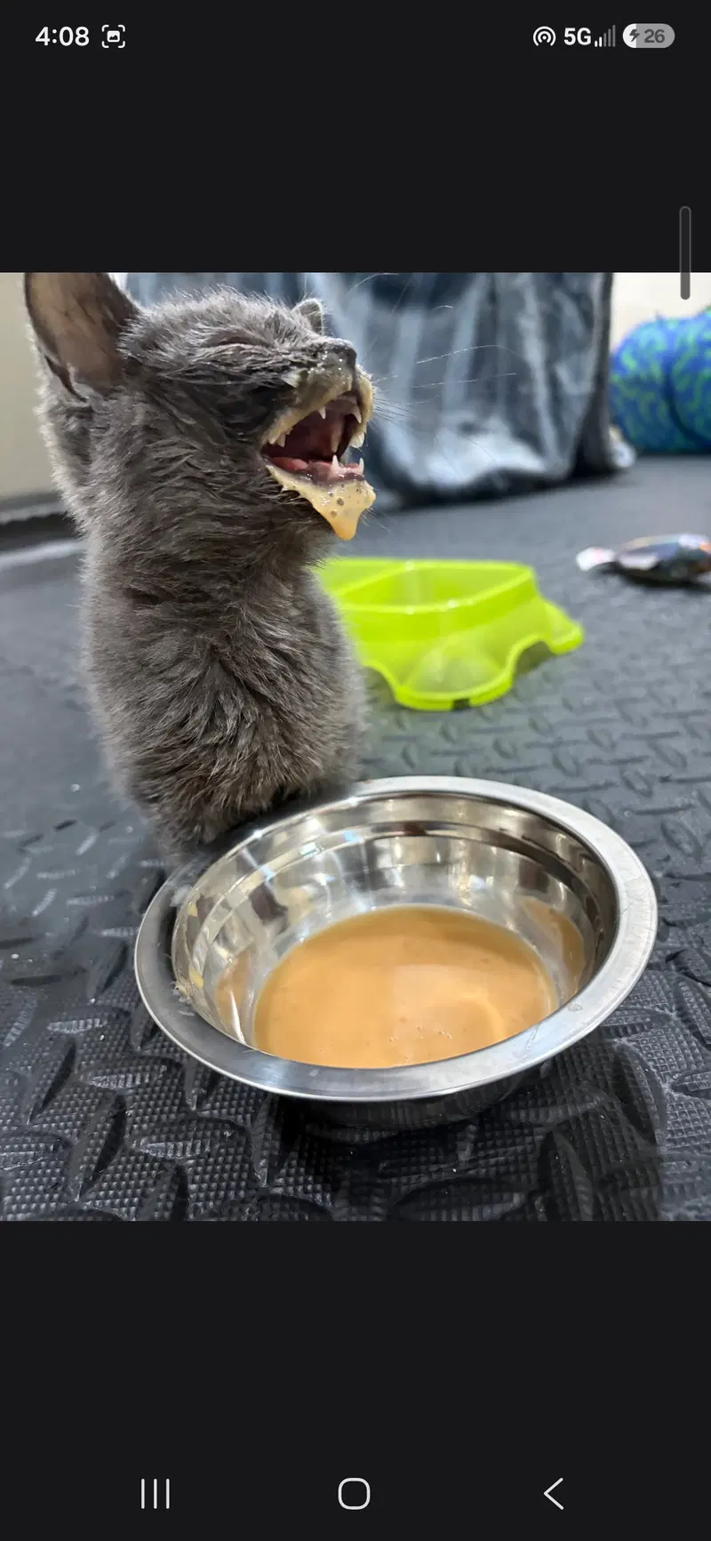 Virginia Slims, a female kitten up for adoption