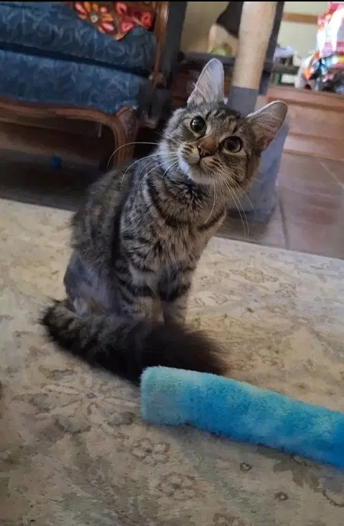 Buttercup DML/DLH C, up for adoption near Edgemoor, DE