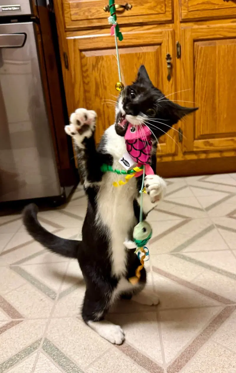 Sabrina, a female kitten up for adoption