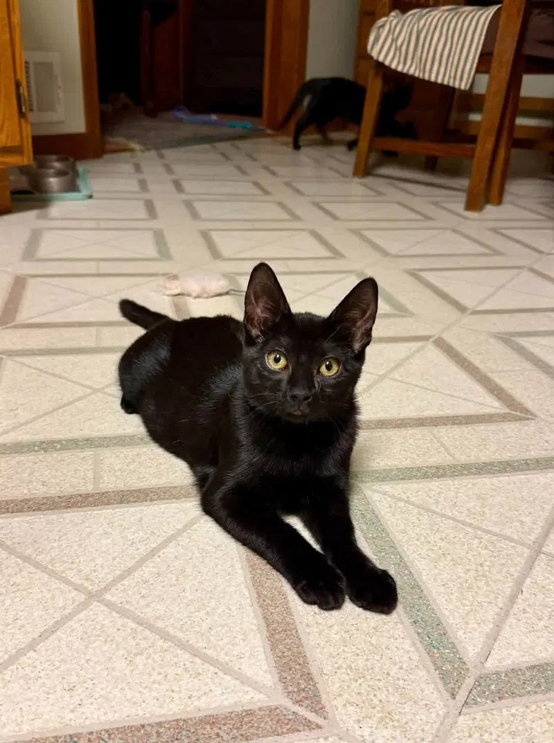 Kelly, a female kitten up for adoption