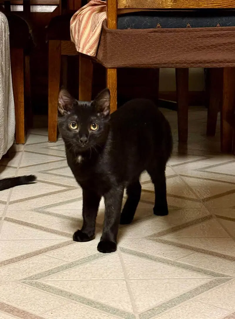 Jill, a female kitten up for adoption