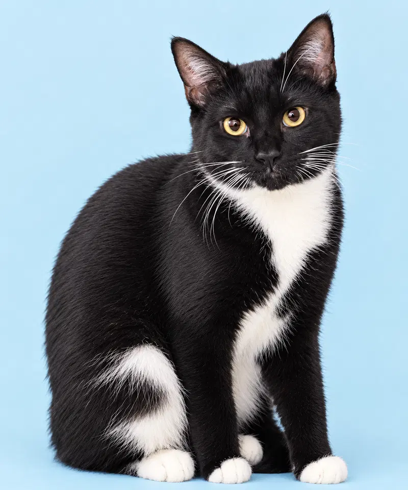 Tuxy, a male kitten up for adoption