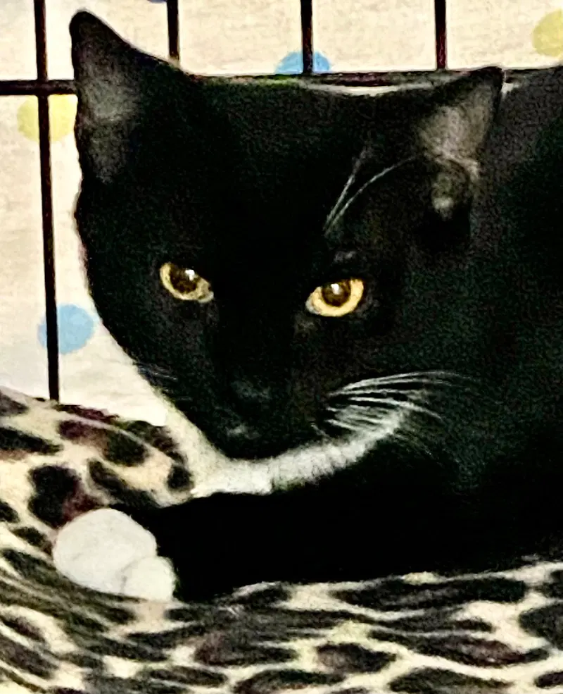 Tuxy, photo 2
