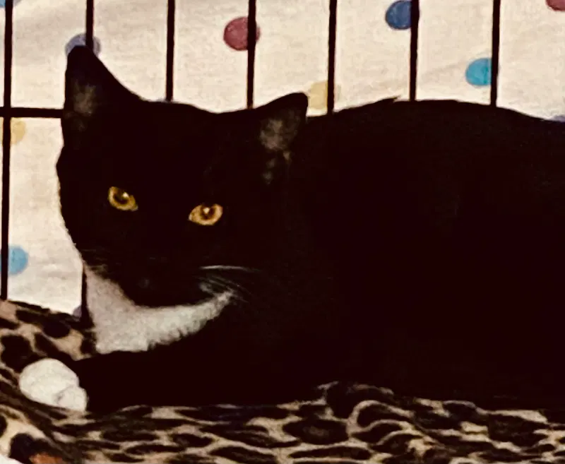 Tuxy, photo 4
