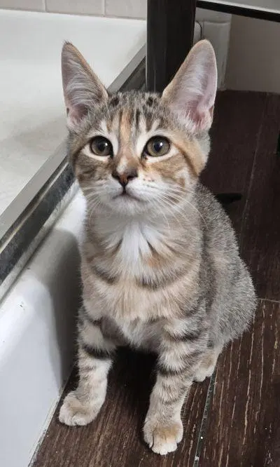 Kitten, a female Torbie kitten up for adoption