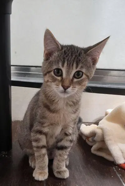 Kitten, photo 2