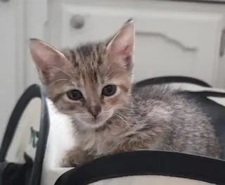 Kitten, photo 3