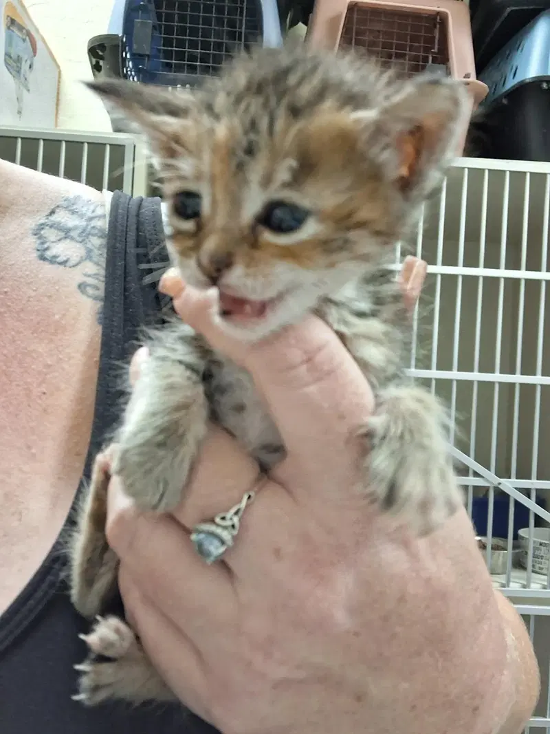 Kitten, photo 4