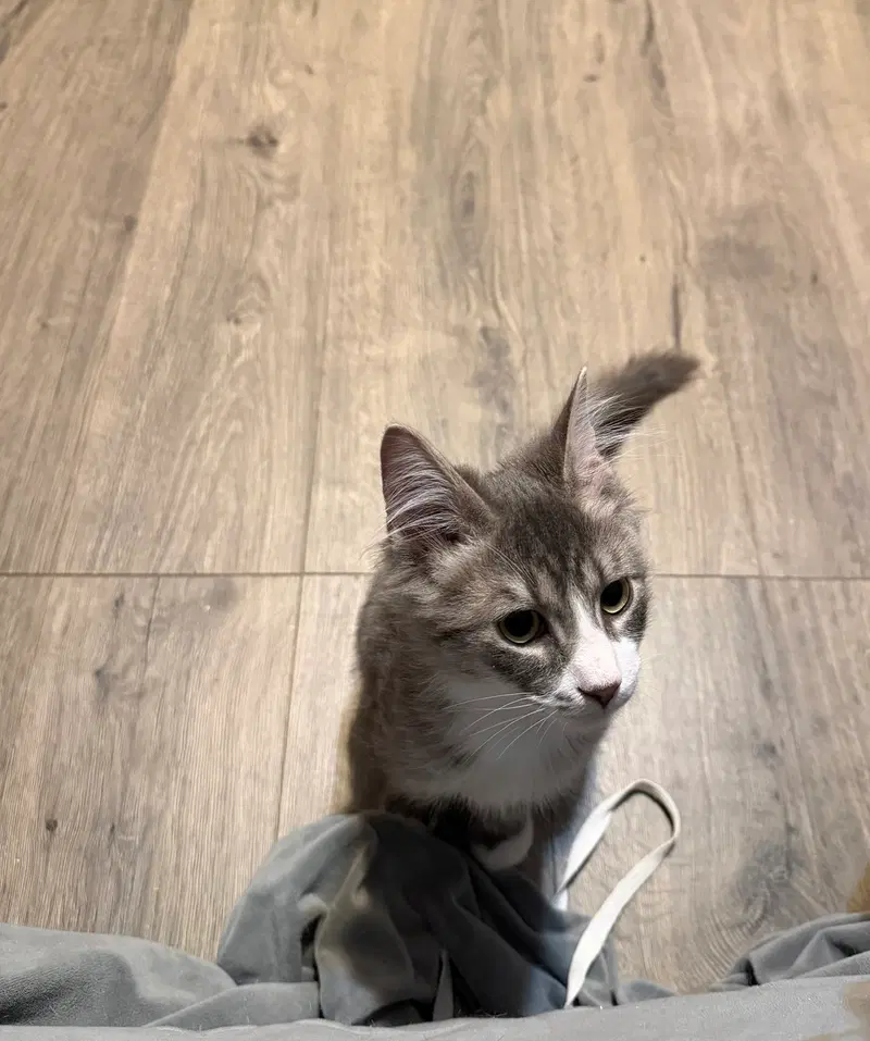 Diego, a male kitten up for adoption