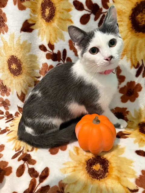 Watch the video of Tumbles-Not at the shelter