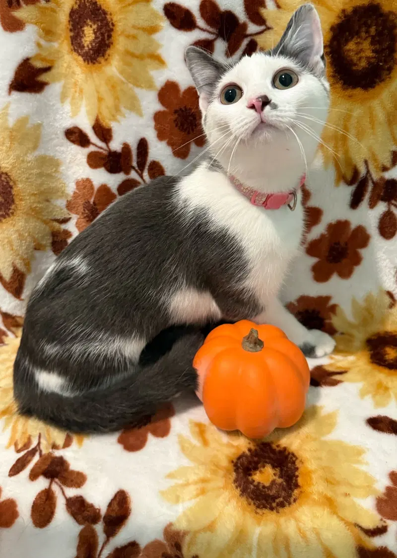 Tumbles-Not at the shelter, photo 9