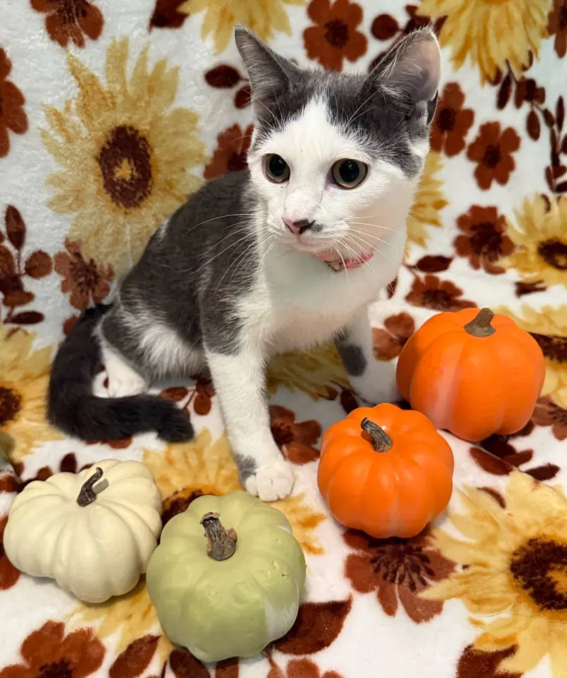 Tumbles-Not at the shelter, photo 10