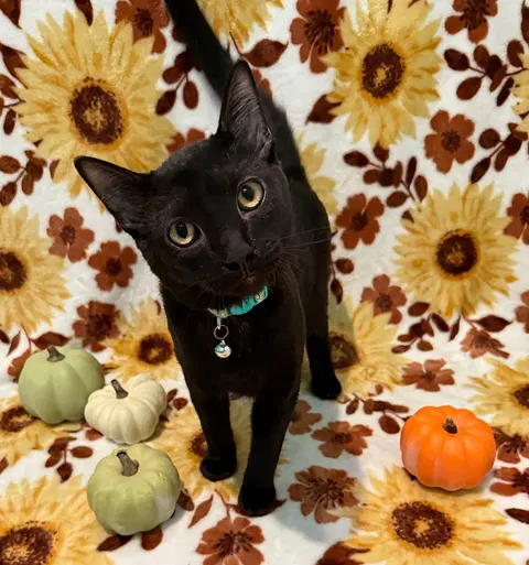 Watch the video of Frankenstein not at the shelter