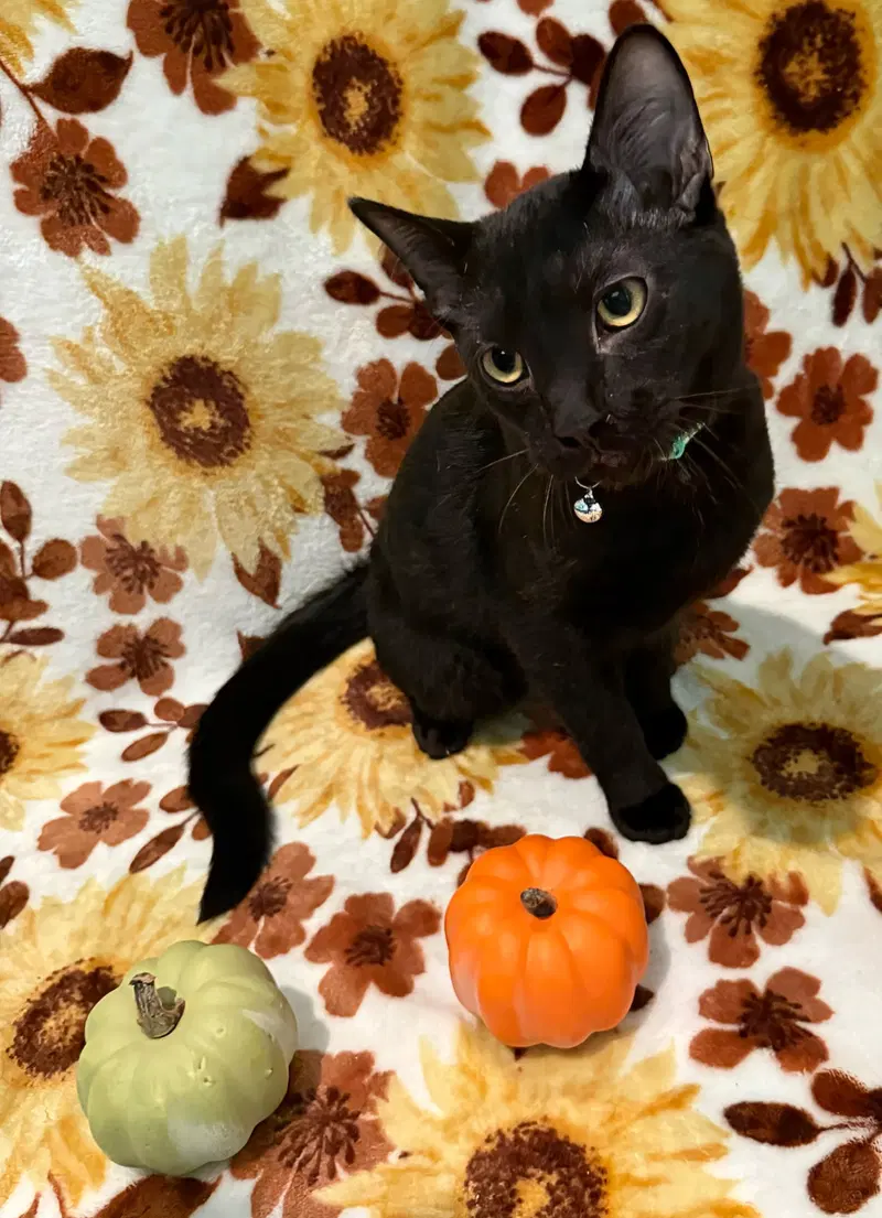 Frankenstein not at the shelter, photo 9