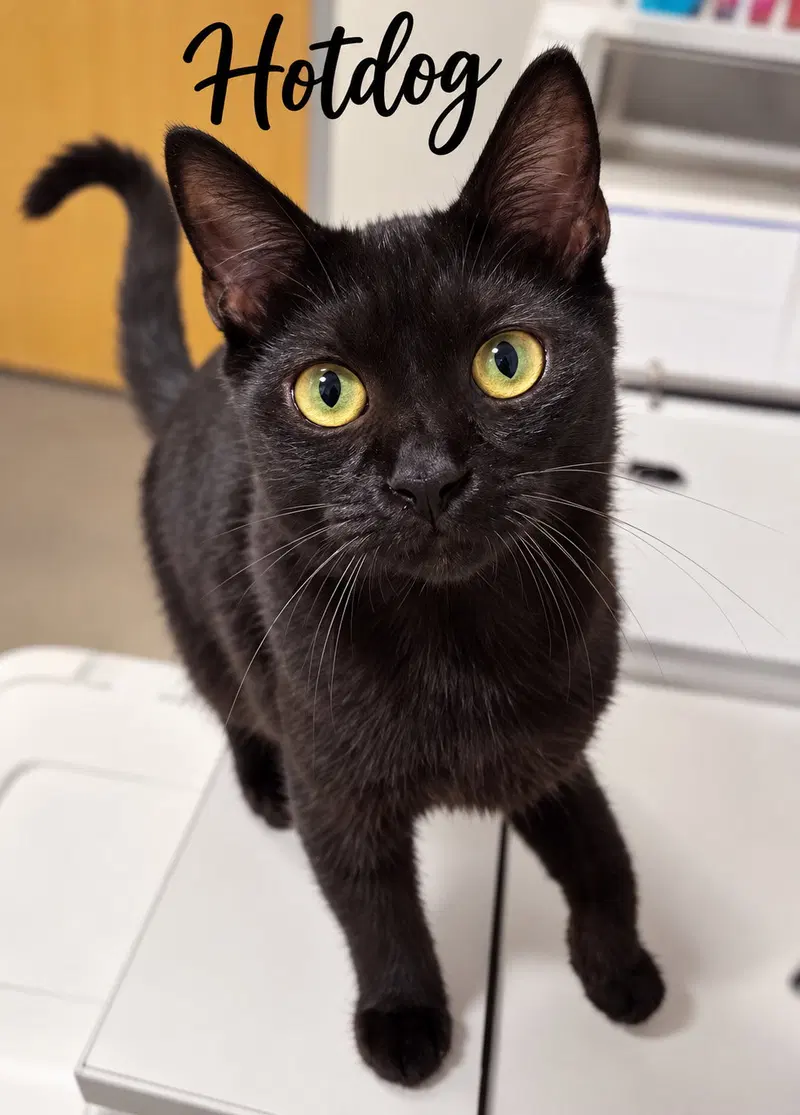 Hot Dog C, a young female cat up for adoption