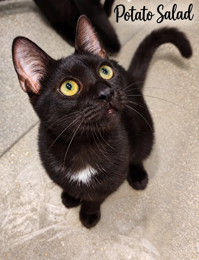 Potato Salad, a young male cat up for adoption