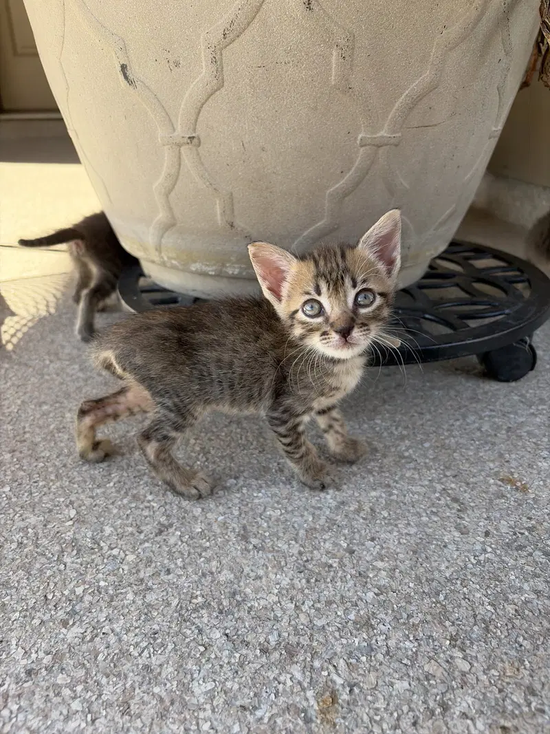 Loretta Lyn, a female kitten up for adoption