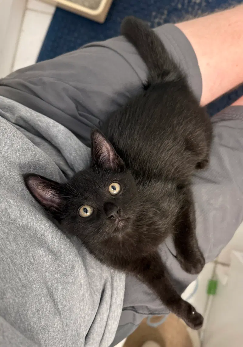 Audi, a male cat up for adoption