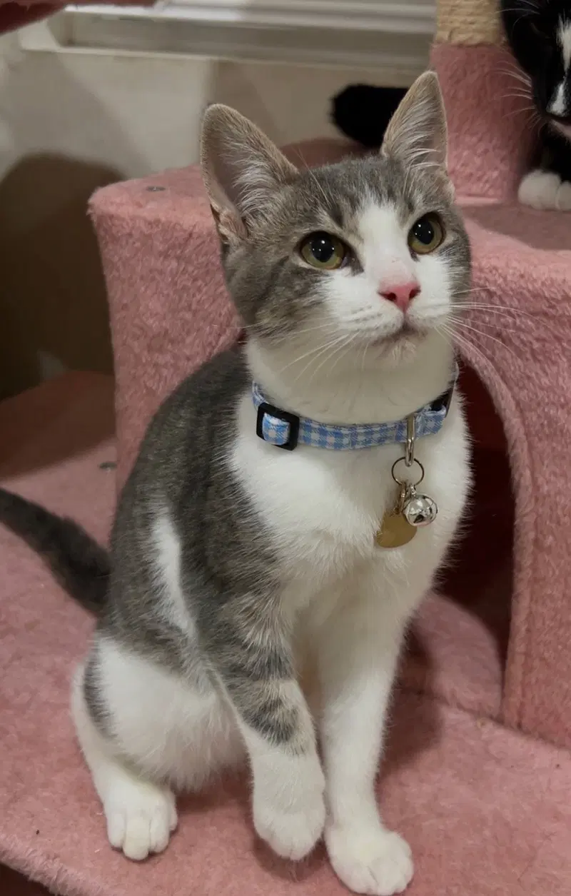 Romeo, a young male cat up for adoption