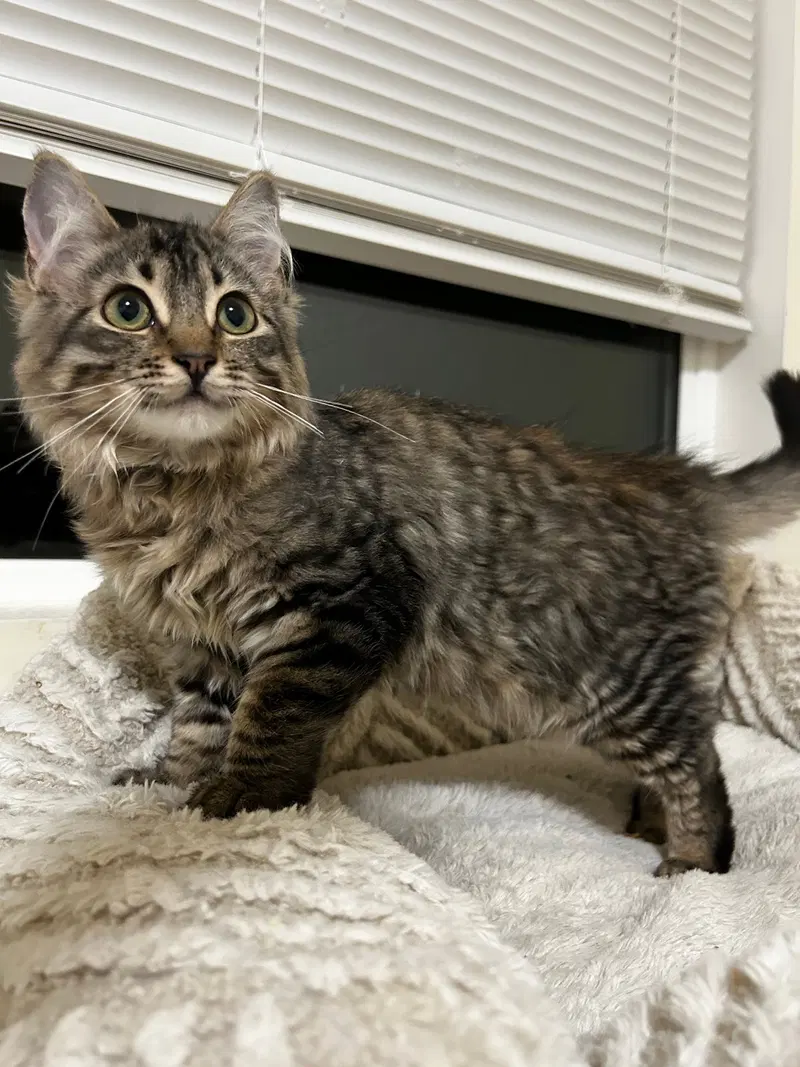 Teddy, a young male cat up for adoption