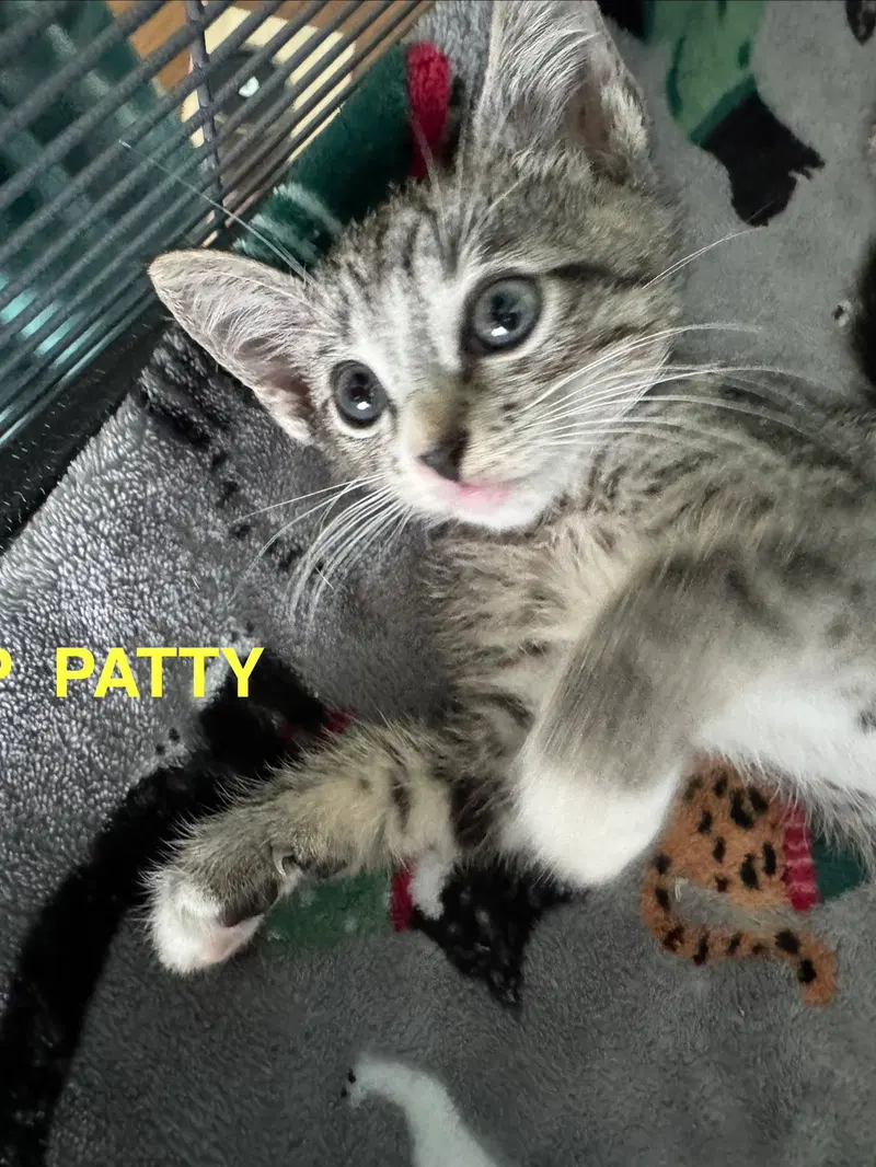 Peppermint Patty, a female Tabby kitten up for adoption