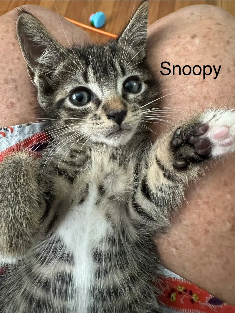 Snoopy, a male Tabby kitten up for adoption