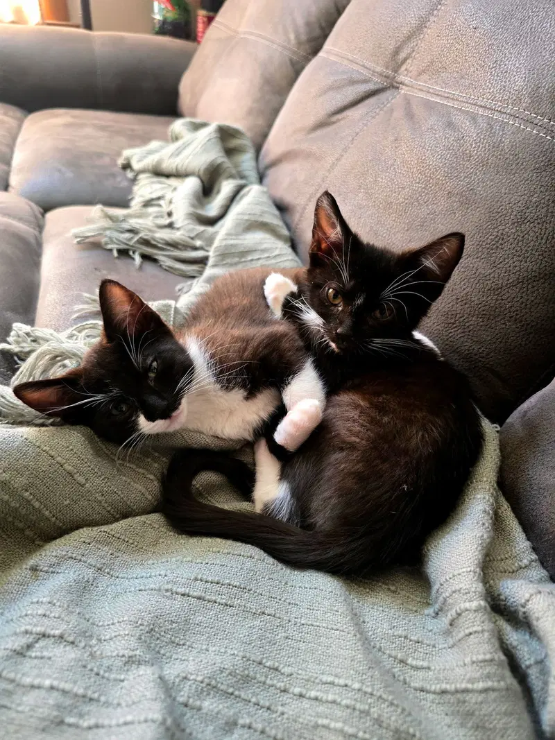 Asa, a male kitten up for adoption