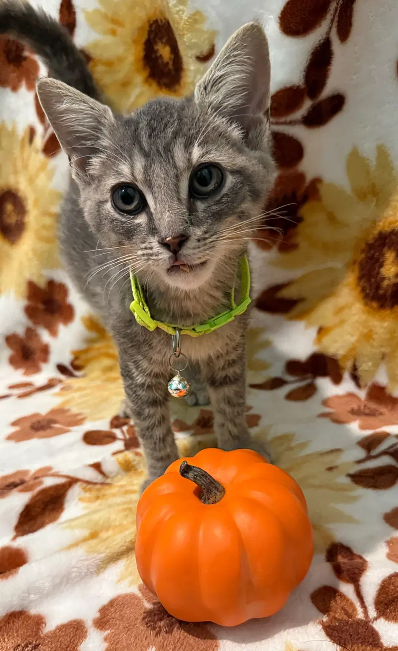 Flower, a female kitten up for adoption