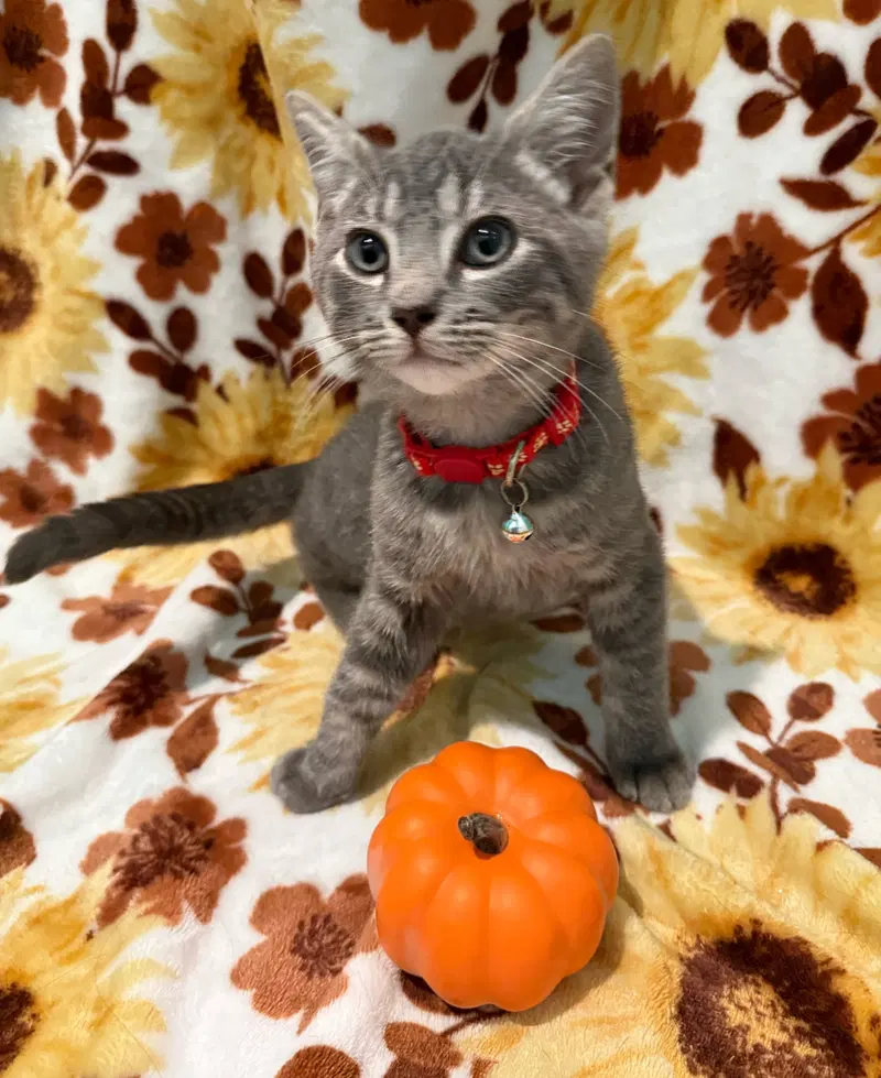 Thumper, a male kitten up for adoption