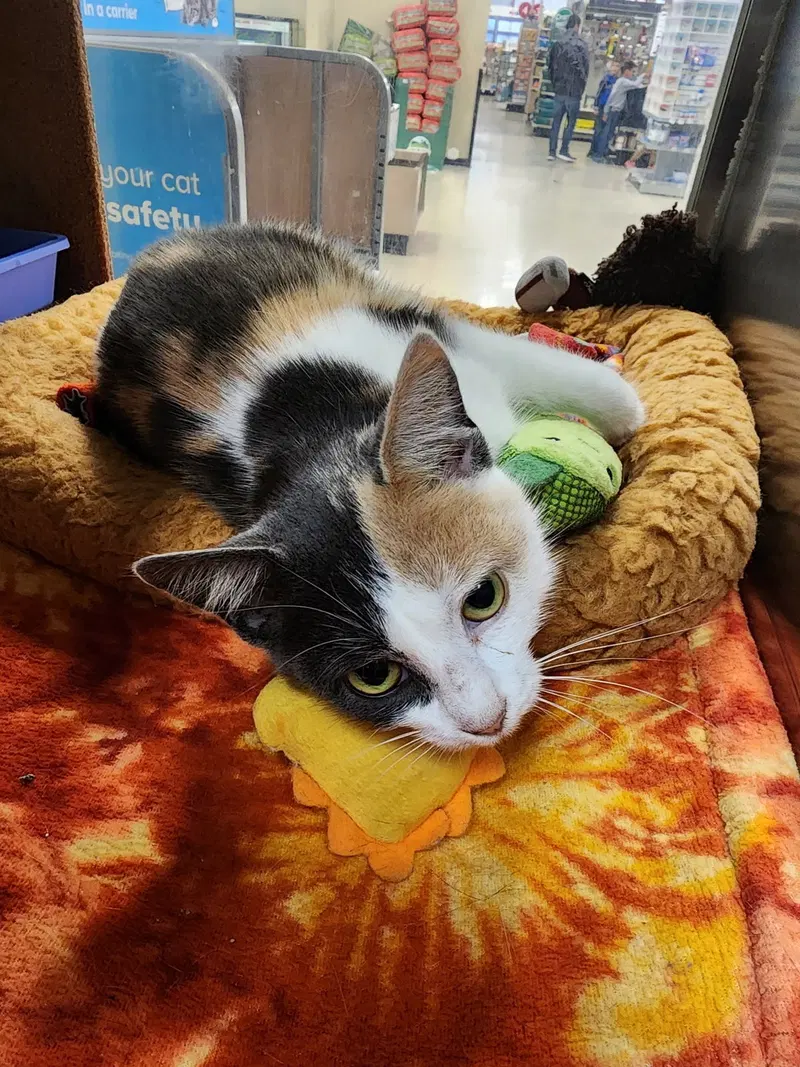 Julia, a young female cat up for adoption