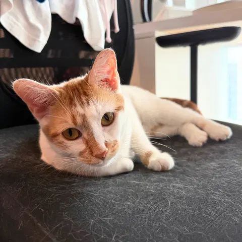 Watch the video of Banjo