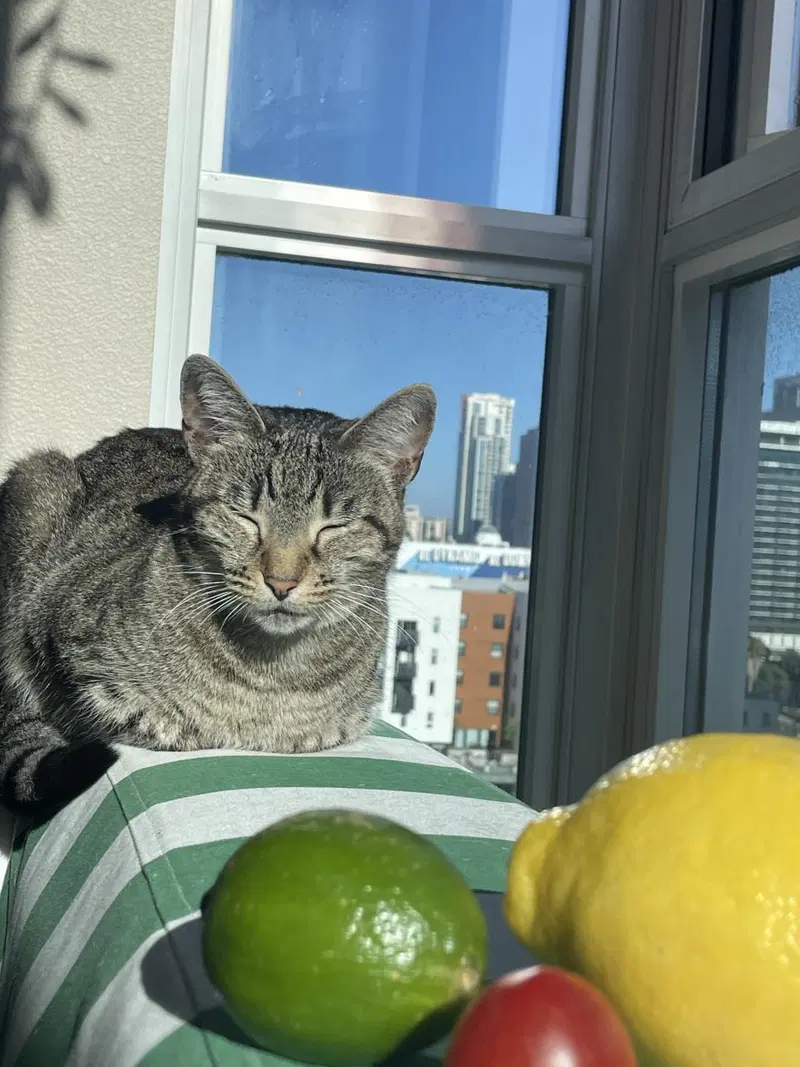 Nicole, an adult female cat up for adoption