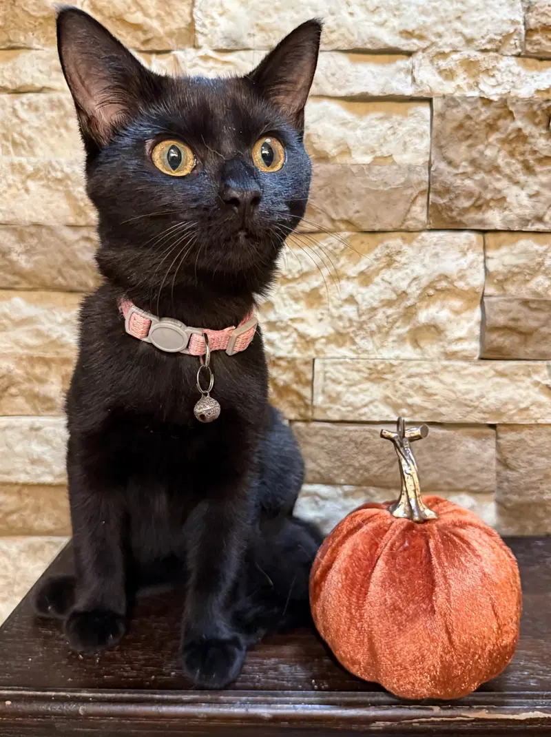 Callie, a female kitten up for adoption