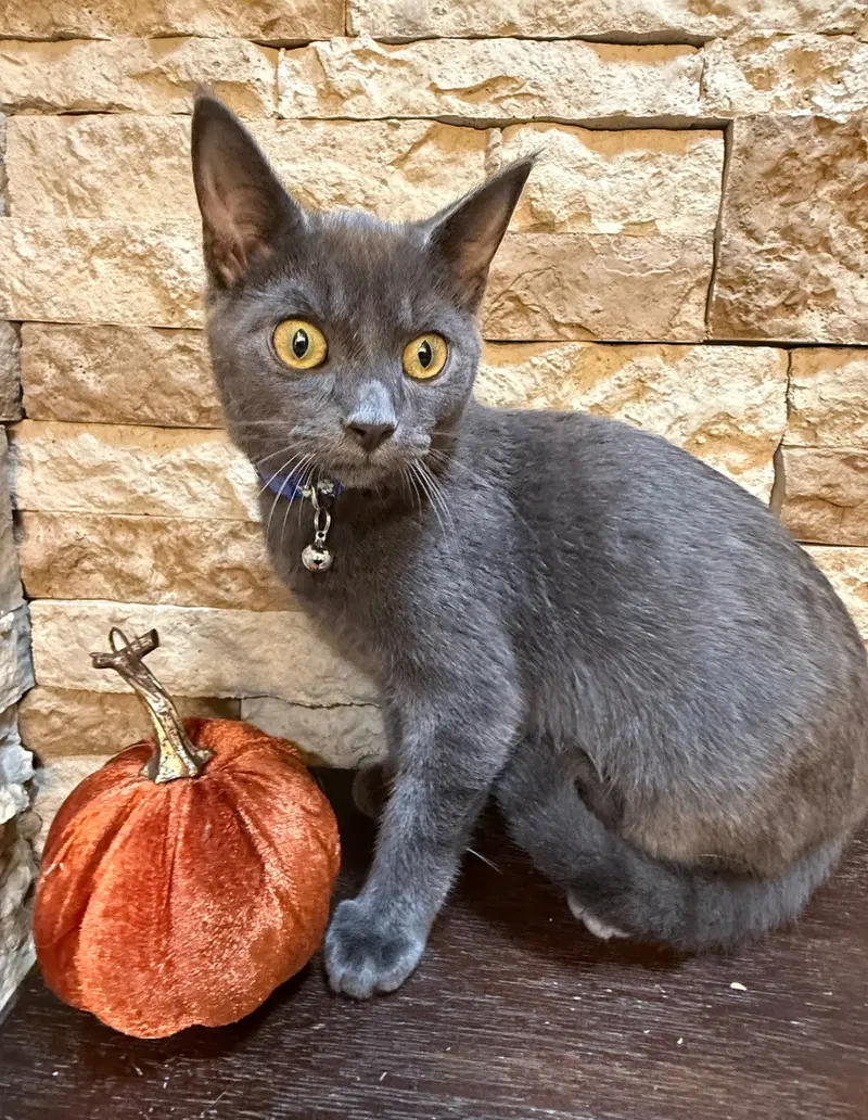 Beauregard, a male kitten up for adoption
