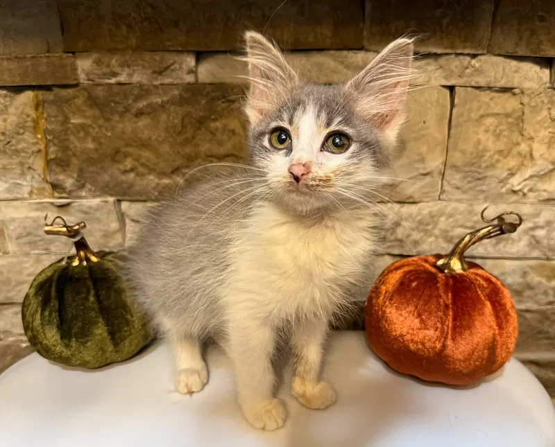 Springtime, a female kitten up for adoption