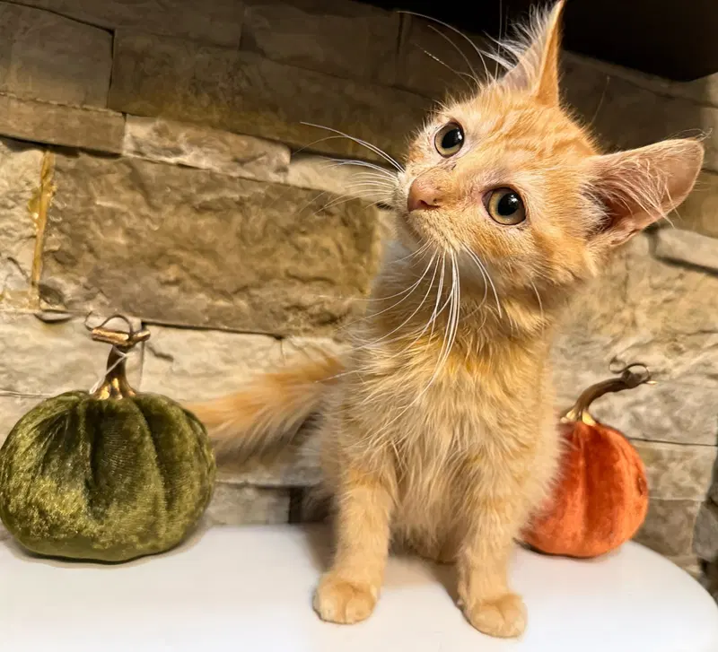 Jet, a male kitten up for adoption