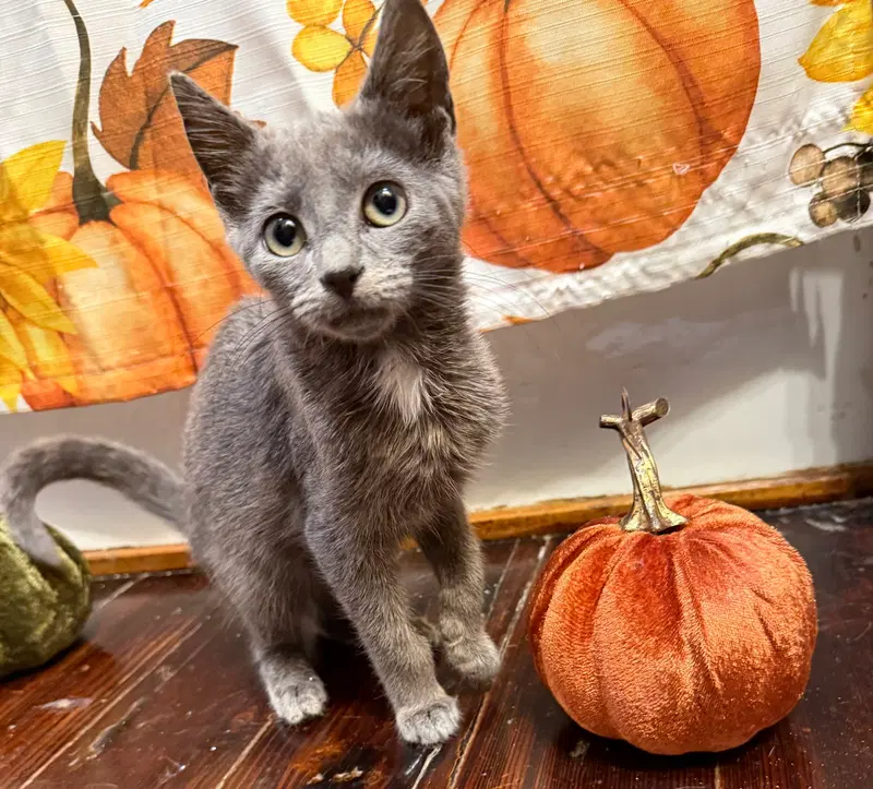 Gillian, a female kitten up for adoption
