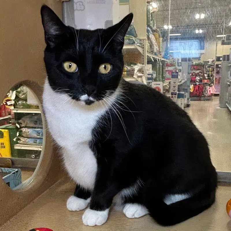 Madam President, a young female Tuxedo cat up for adoption