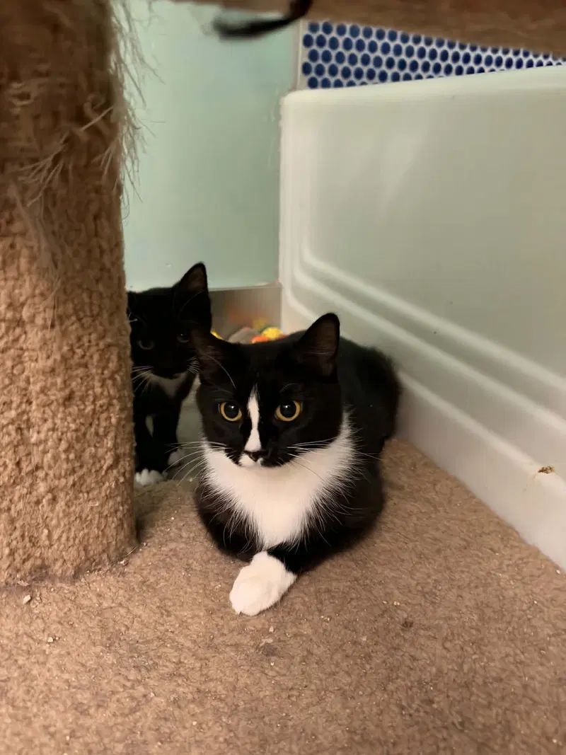 Desi, a young female Tuxedo cat up for adoption
