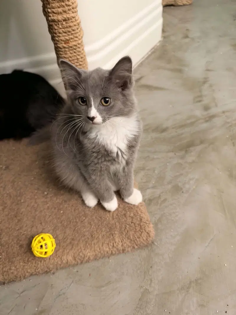Ramona, a female Tuxedo kitten up for adoption