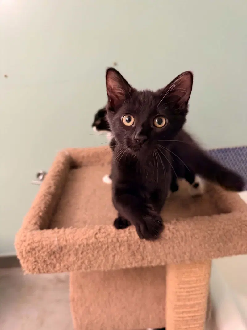 Remi, a female kitten up for adoption