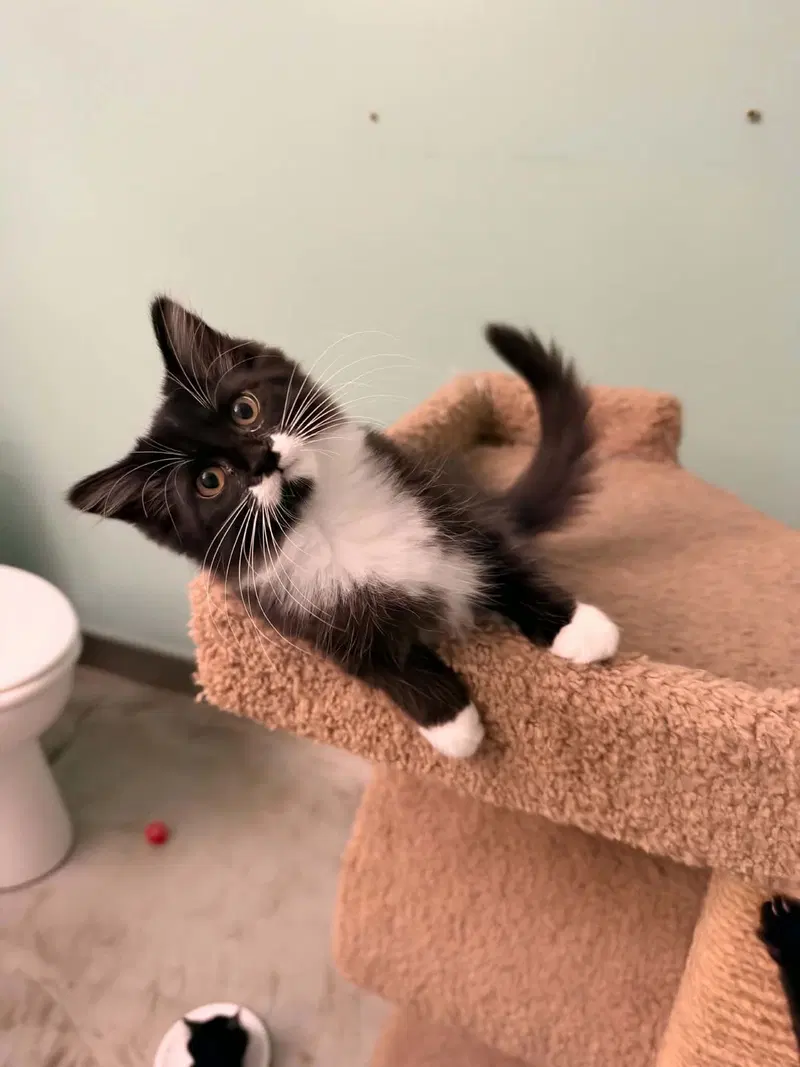 Rita, a female Tuxedo kitten up for adoption