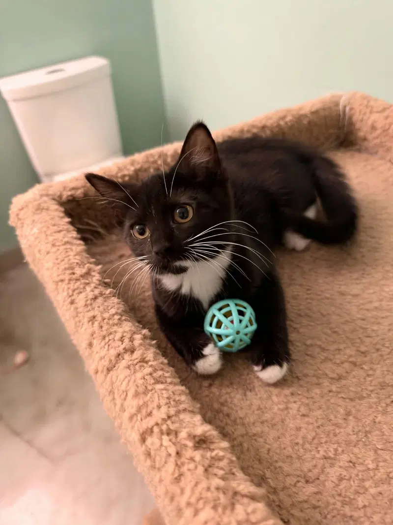 Rue, a female Tuxedo kitten up for adoption