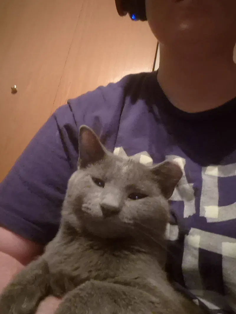 Harry, an adult male cat up for adoption