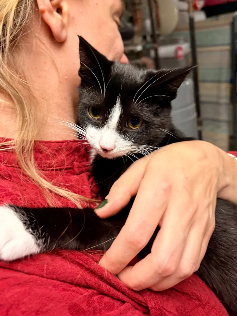 Billy, a male Tuxedo kitten up for adoption