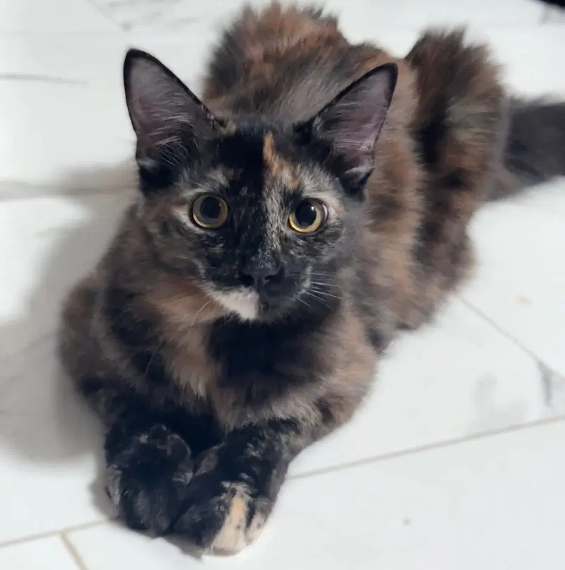 Birdie, a female Tortoiseshell kitten up for adoption