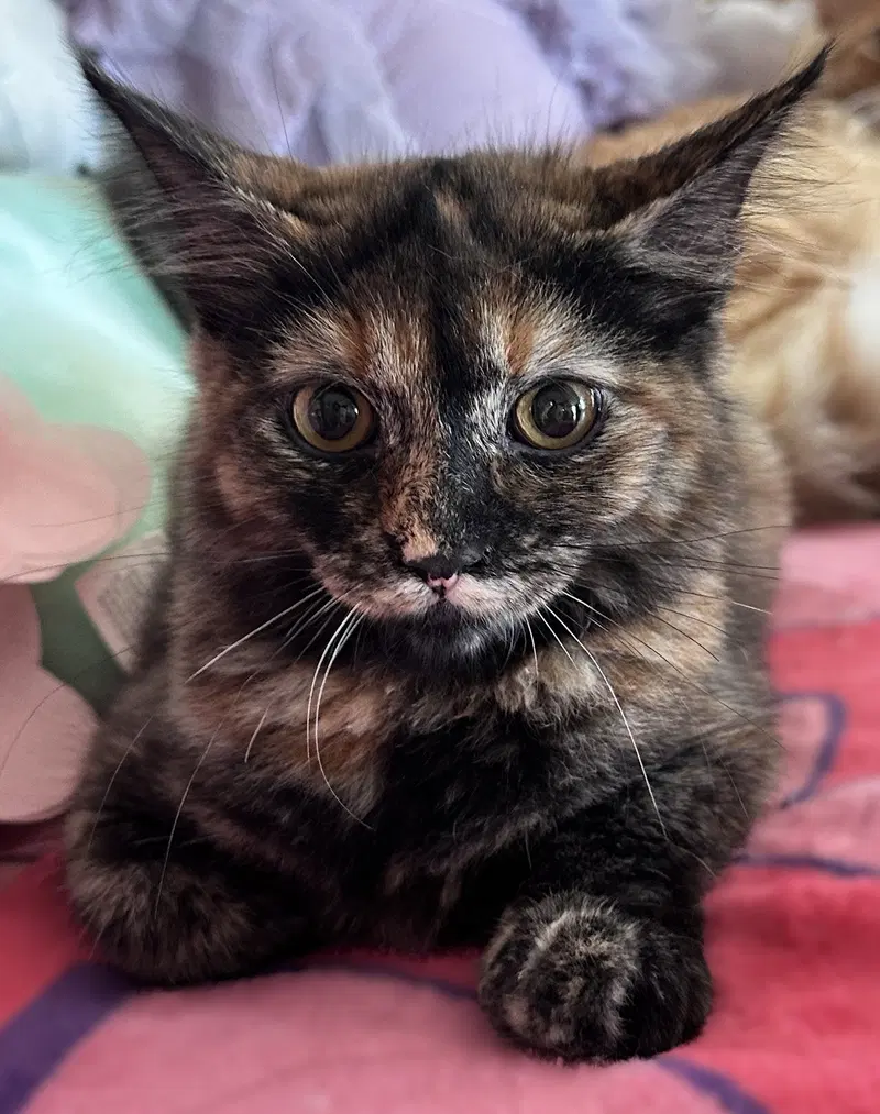 Maple, a female Tortoiseshell kitten up for adoption